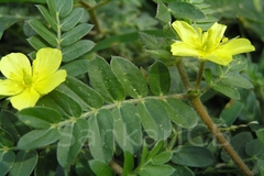 Tribulus terrestris
